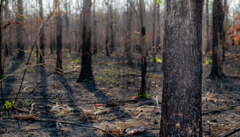 حرائق الغابات ضربت السياحة في أستراليا