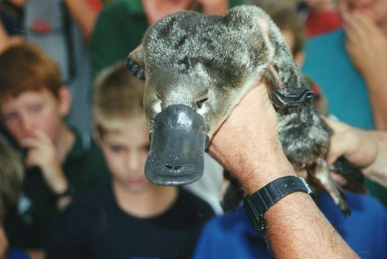 خلد الماء الأسترالي مهدد بالانقراض