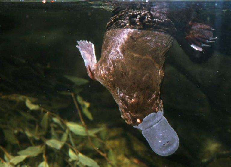 خلد الماء الأسترالي مهدد بالانقراض