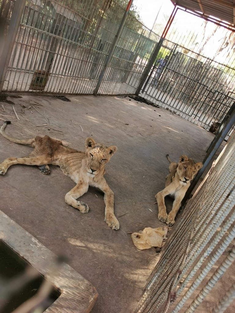 صور أسود جائعة تشعل مواقع التواصل بالسودان