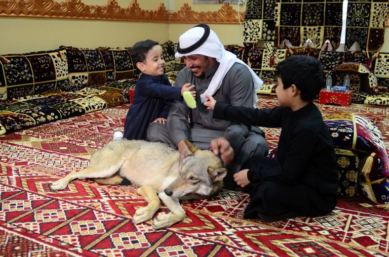 أسرة سعودية تعيش مع الذئاب منذ 11 عاما