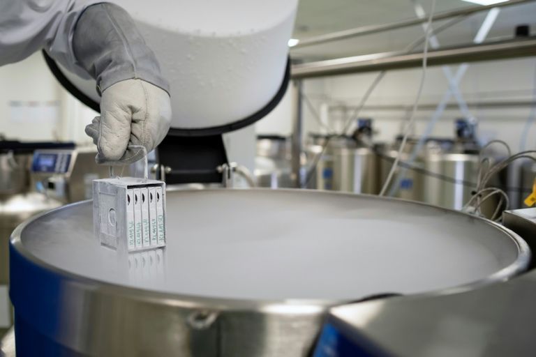 عينات من دم الحبل السري في البنك البولندي