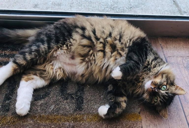 القط بجانب الأموال التي يلعب بها مع المارة