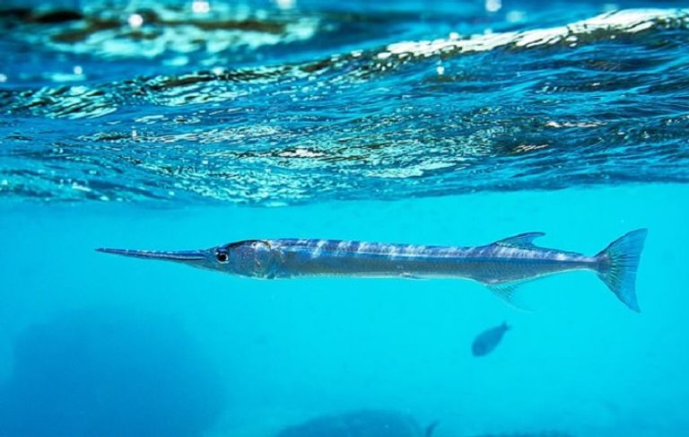 سمكة إبرة تخترق عنق إندونيسي