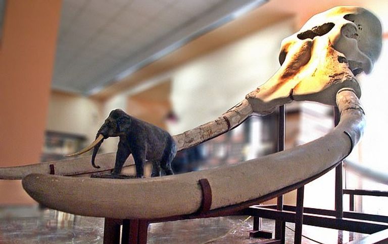 الفيلة كانت بحجم الحمير الصغيرة