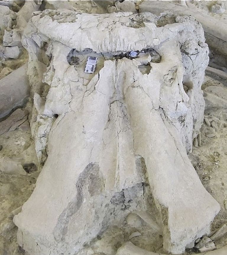 الفيلة كانت بحجم الحمير الصغيرة