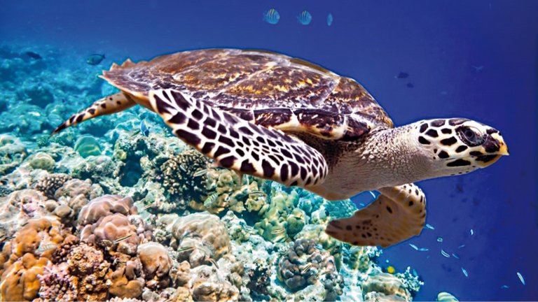 الدكتور عبدالله بن محمد بلحيف النعيمي