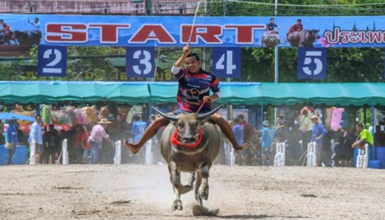 سباق الجواميس في تايلاند 