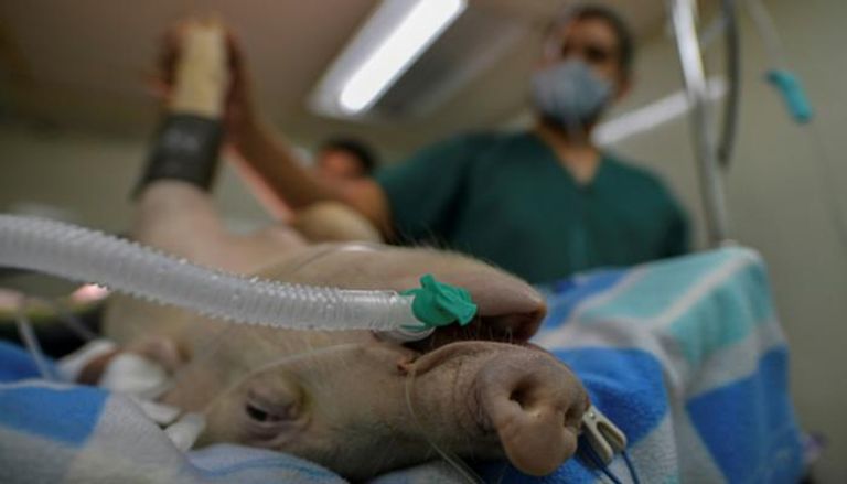 أطباء يختبرون جهاز تنفس اصطناعي جديدا على خنزير