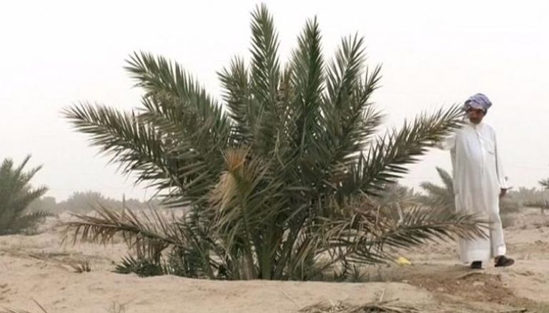 أشجار نخيل في العراق - رويترز