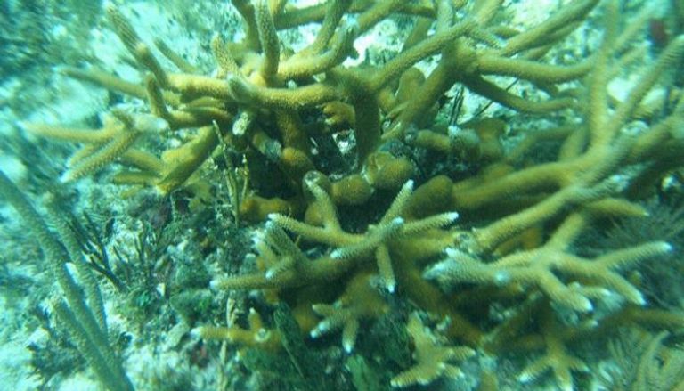 اكتشاف سلاح سري تواجه به الشعاب المرجانية تغيرات المناخ