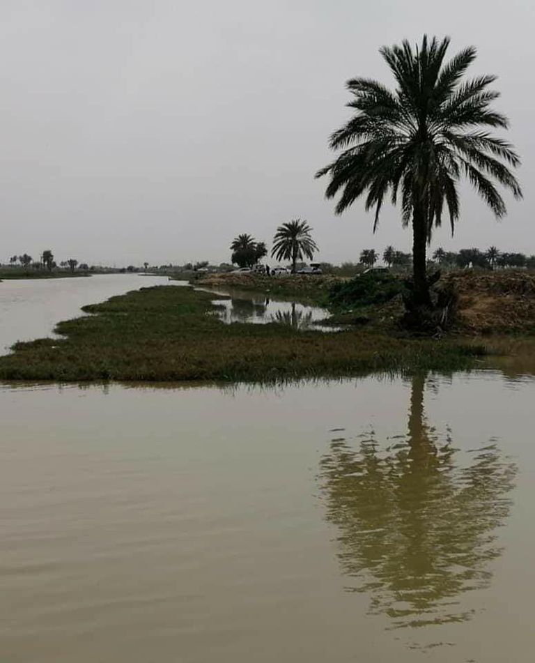 النخلة العراقية تنتج أفضل أنواع التمور