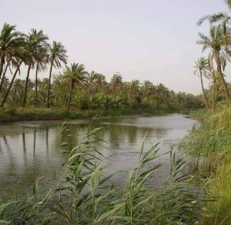 النخلة العراقية تنتج أفضل أنواع التمور