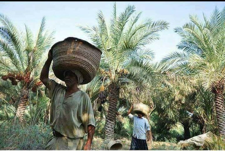 النخلة العراقية تنتج أفضل أنواع التمور