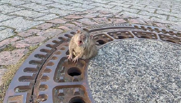 الفأر أثناء احتجازه