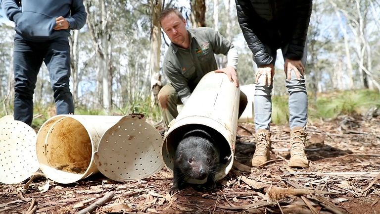 شيطان تسمانيا حيوان في حجم كلب صغير