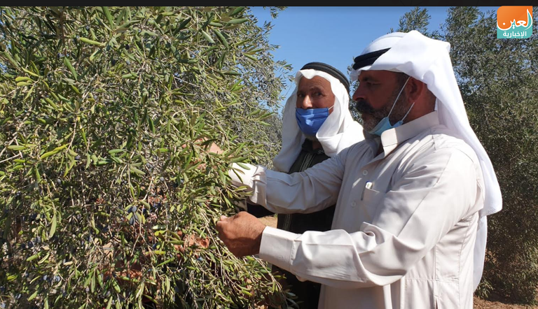 الزي التراثي الفلسطيني كان حاضرا خلال موسم قطف الزيتون