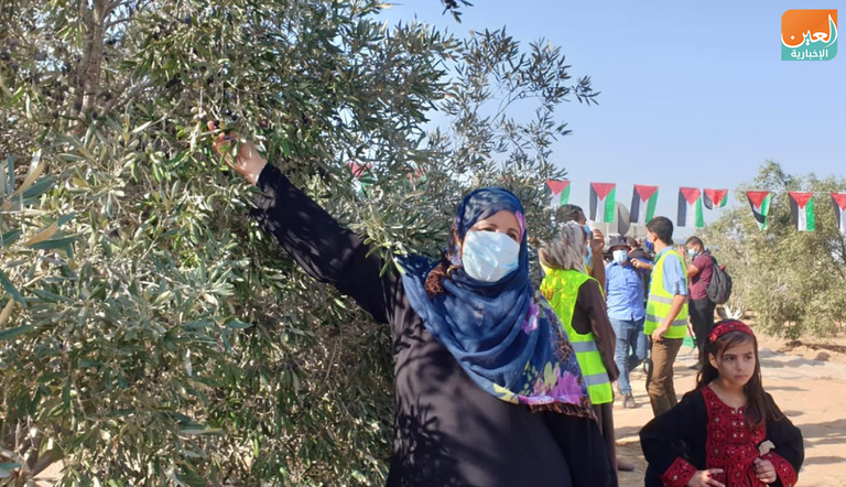 الزي التراثي الفلسطيني كان حاضرا خلال موسم قطف الزيتون