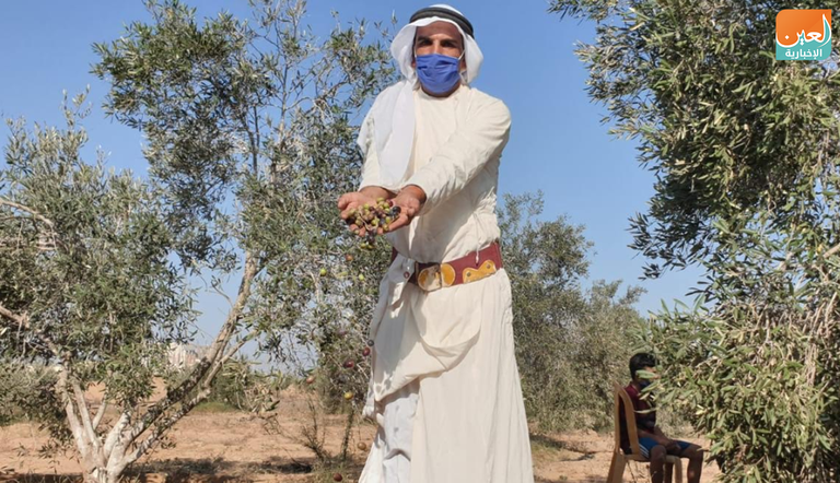الزي التراثي الفلسطيني كان حاضرا خلال موسم قطف الزيتون