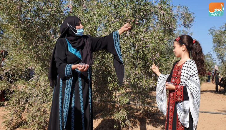 الزي التراثي الفلسطيني كان حاضرا خلال موسم قطف الزيتون