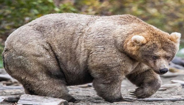 الدب يزن حوالي 1400 رطل على الأقل