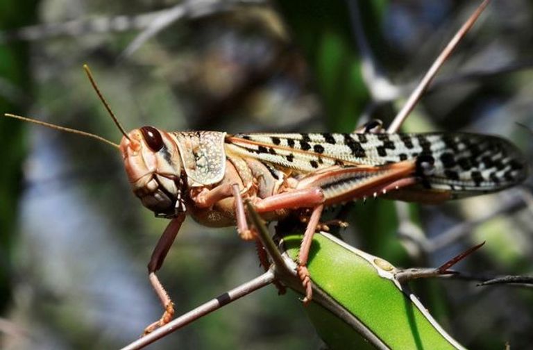 الجراد الصحراوي يغزو مناطق واسعة في إثيوبيا