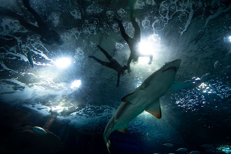 الأمير ويليام يعلق آمالا كثيرة على الجائزة