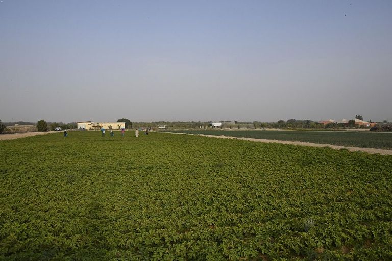 واحة الأحساء أكبر واحة في العالم