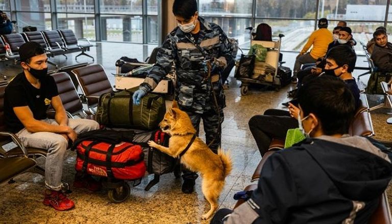 تدريب كلاب هجينة في روسيا على رصد الإصابات بكوفيد-19