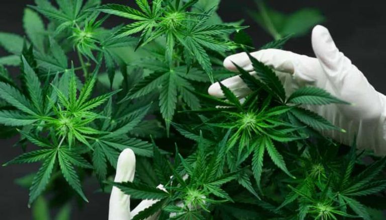 عثرت الشرطة في المنزل على سلسلة من نباتات الماريجوانا المخدرة 