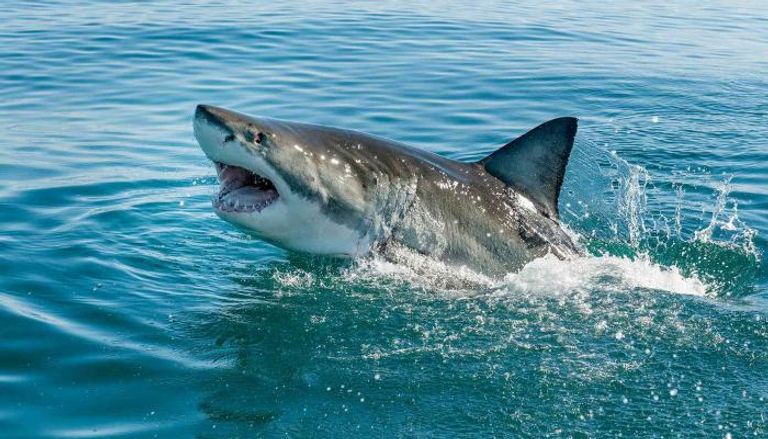 قرار مفاجئ حول أسماك القرش في أستراليا