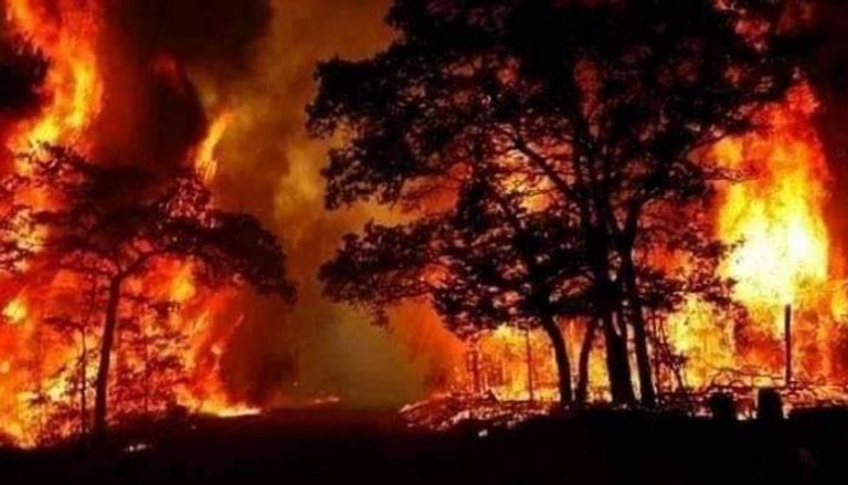 جانب من حرائق الغابات في تركيا