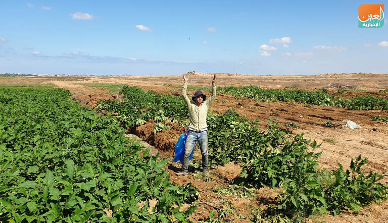 أراضٍ زراعية بغزة تتعرض للتجريف من قبل جرافات إسرائيلية