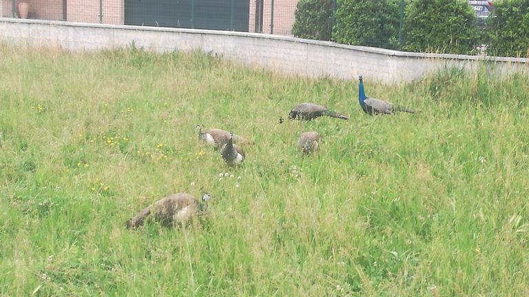 30 طاووسا أثارت مشكلة مزعجة لسكان المدينة