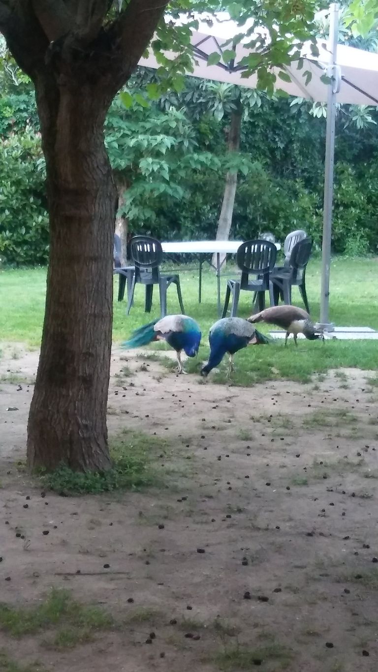 30 طاووسا أثارت مشكلة مزعجة لسكان المدينة