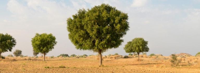 1,8 مليار شجرة في جنوب الصحراء الكبرى والساحل