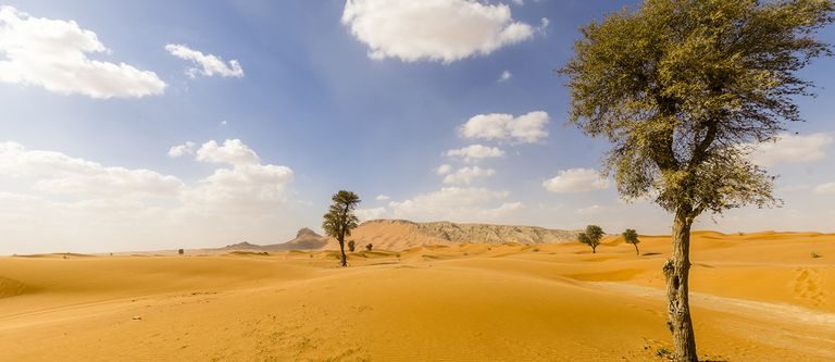 1,8 مليار شجرة في جنوب الصحراء الكبرى والساحل