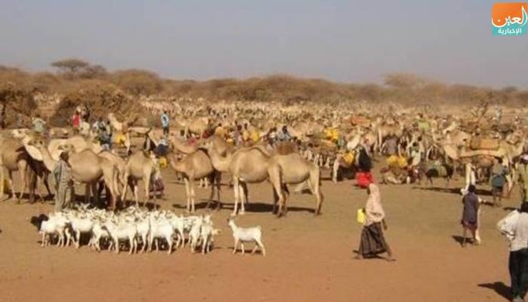 شعب الصومال الإثيوبي يشتهر بتربية الإبل
