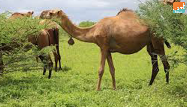 شعب الصومال الإثيوبي يشتهر بتربية الإبل