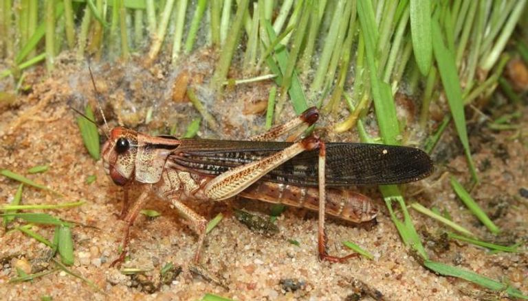 مزارع إثيوبي يحكي عن الأضرار التي سببها الجراد