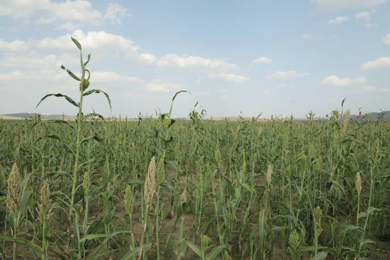 مزارع إثيوبي يحكي عن الأضرار التي سببها الجراد