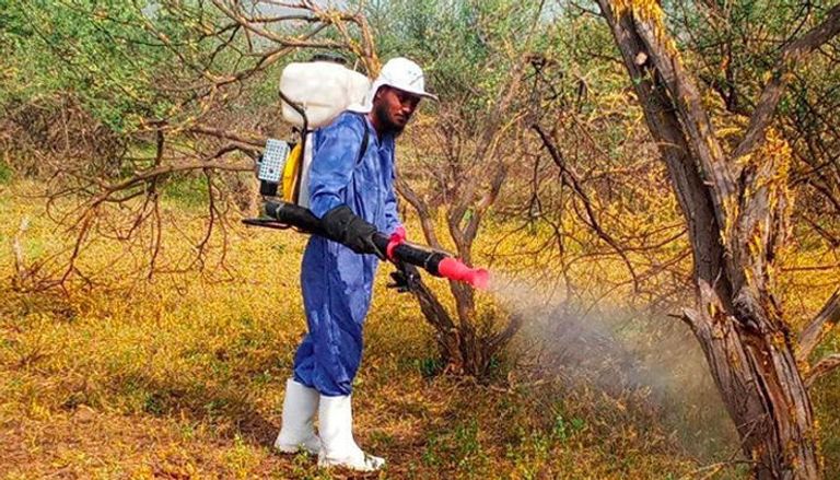 مزارع إثيوبي يحكي عن الأضرار التي سببها الجراد