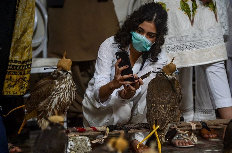 جانب من الصقور وطيور الحبارى