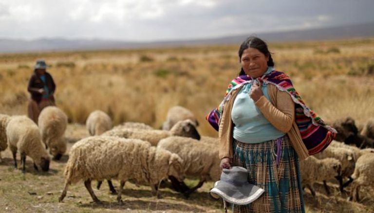 نساء بوليفيات يرعين الأغنام على طريق سريع في لاباز
