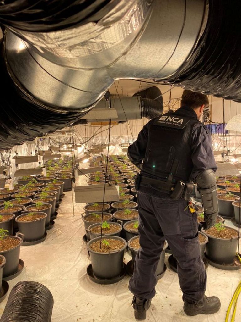 ملهى ليلي سابق يتحول إلى مزرعة حشيش  