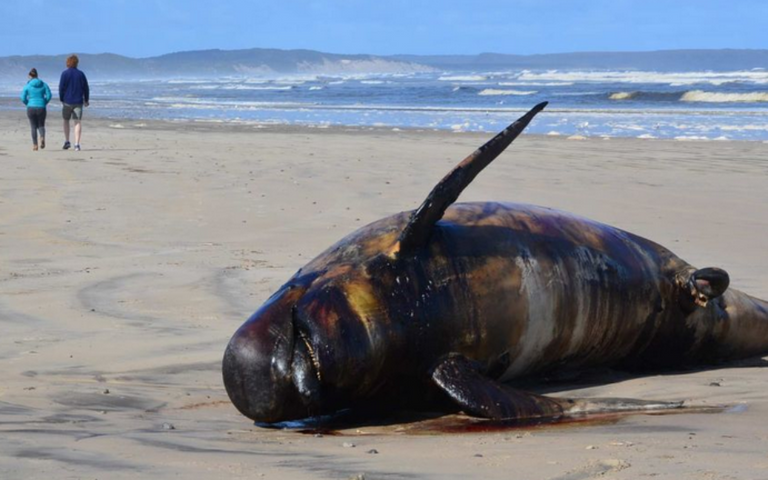 نفوق حيتان في نيوزيلندا