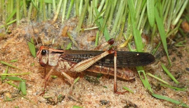 رئيس الوزراء الإثيوبي آبي أحمد أمام البرلمان