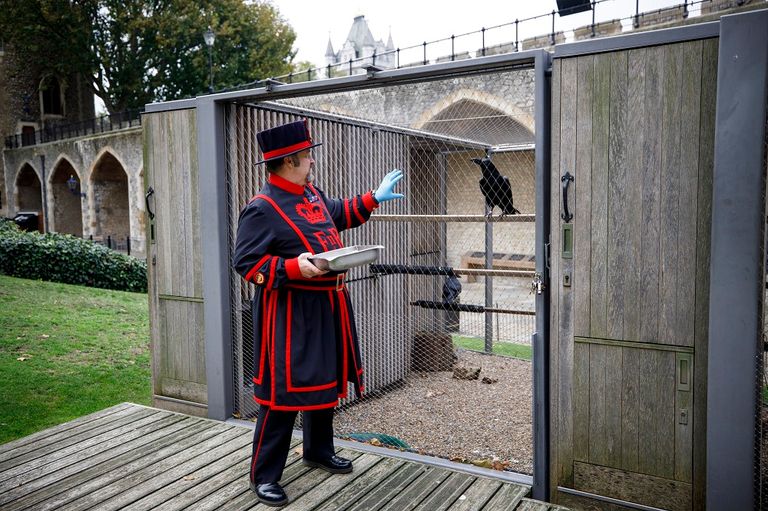 غراب في قفصه ببرج لندن