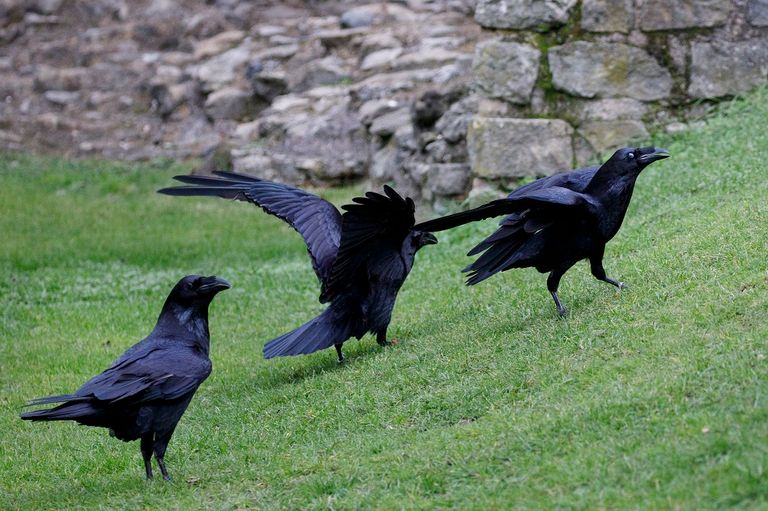 غراب في قفصه ببرج لندن