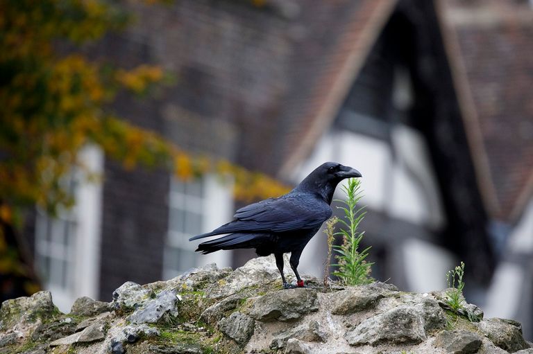 غراب في قفصه ببرج لندن